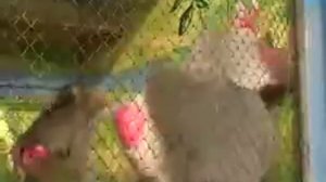 Весёлая обезьянка