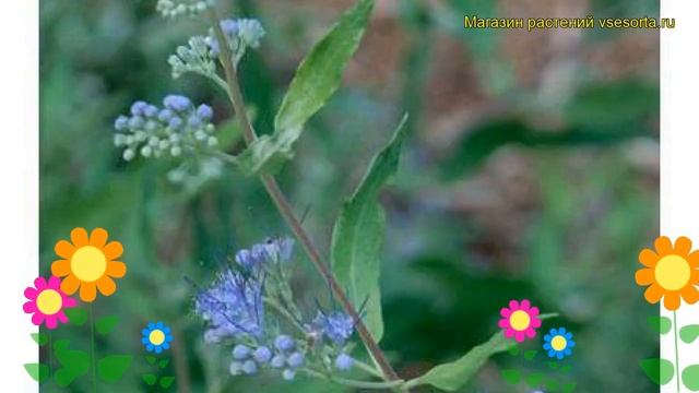 Кариоптерис кландоненского Воурцестер Голд. Краткий обзор caryopteris?clandonensis Worcester Gold смотреть онлайн