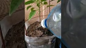 Как и чем удобрять красный перец.(огонёк)№10
