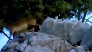 Козел против Орла.№51.