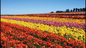 Всевышнему Слава  МХО МСЦ ЕХБ