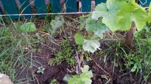 Виноград ВОСТОРГ ИДЕАЛЬНЫЙ поэтапное развитие куста (5 часть)