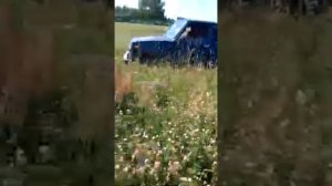 Июньские медоносы