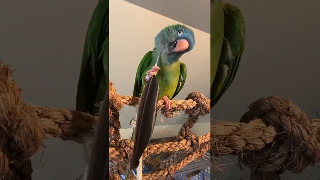 Что-то зачесалось