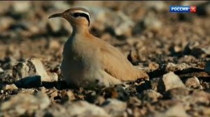 Канарские острова (Австрия, 2016), фильм 2 - Край огненных гор