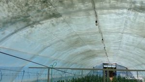 Огурцы. Простой но действенный способ понижения температуры теплицы