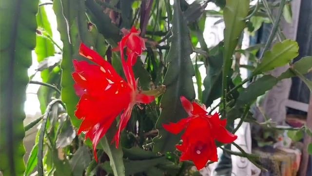 ЭПИФИЛЛУМ ( еpiphyllum) лесной - цветёт  ( комнатные цветы, уход)