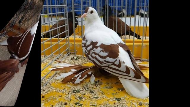 Фотоотчет нашего подписчика Андрея Плискунова. Будапешт 2019. смотреть онлайн