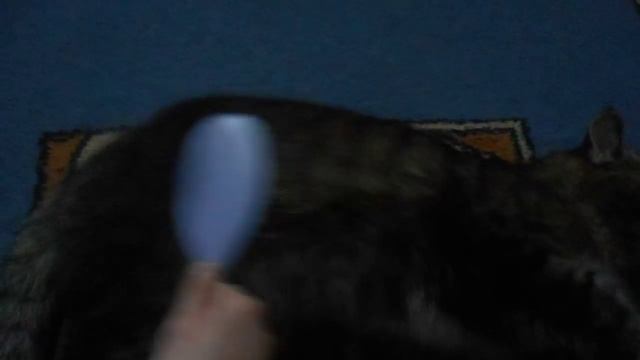 Кот и массажка для волос. смотреть онлайн