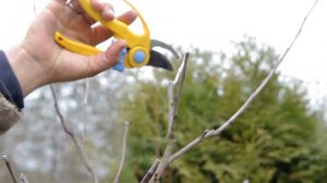 Обрезка плодовых деревьев