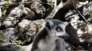 Verdens søteste dyr- lemurer.Самые милые животные в мире- лемуры. The world's cutest animals- lemur