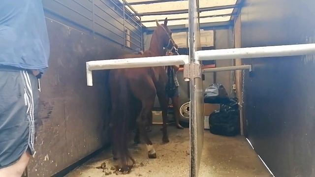 Отправка чистокровного арабского жеребца Сиэтла в Дагестан. +79883400208 Цены WhatsApp/Telegram