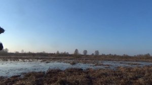 ОХОТА НА ГУСЯ С ЭЛЕКТРОМАНКОМ МИНСК 1. Гусиная охота на разливах 2021