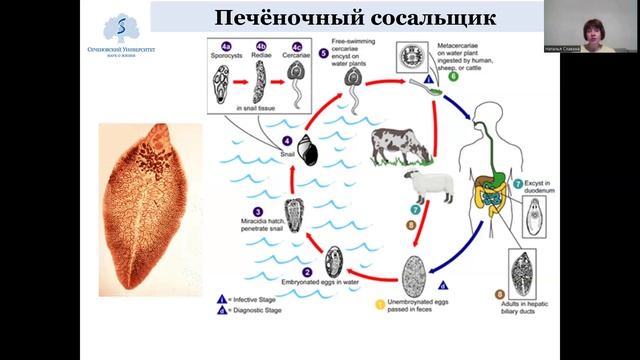 МК теория 5