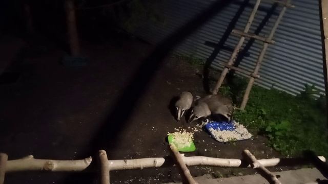 дикие барсуки за окном