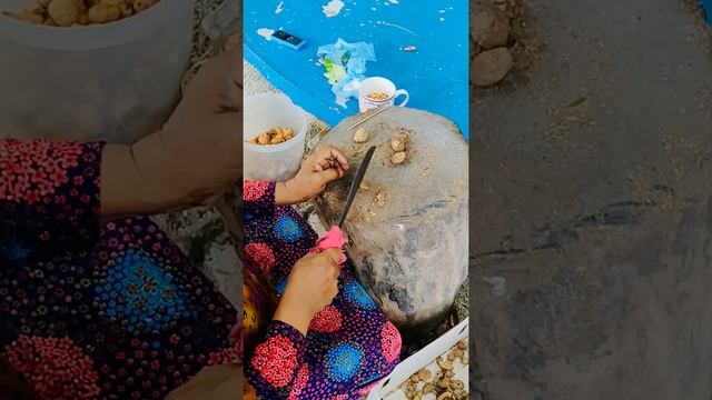 How Indian almonds are being processed in the Maldives. Each individual nut is handpicked.