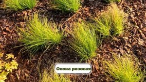 Посадки на сложном рельефе + цветник в лесу. Обзор сада на склоне.