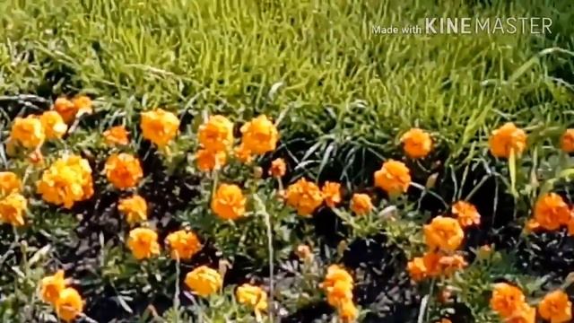 Выпускание осетров / VLOG выпускание осетров в реку Волгу. смотреть онлайн