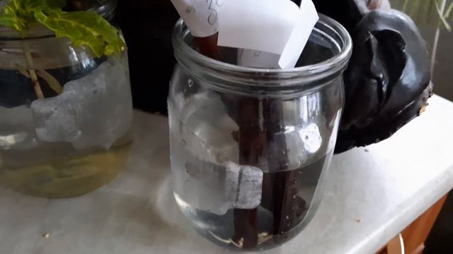 Готовимся к новому году. Небольшой обзор растений. смотреть онлайн