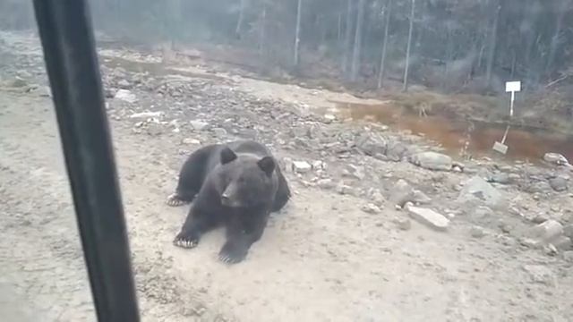 Нападение Большого Бурого Медведя!!!