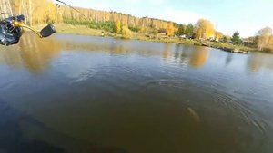 Шабровский пруд. Платная рыбалка