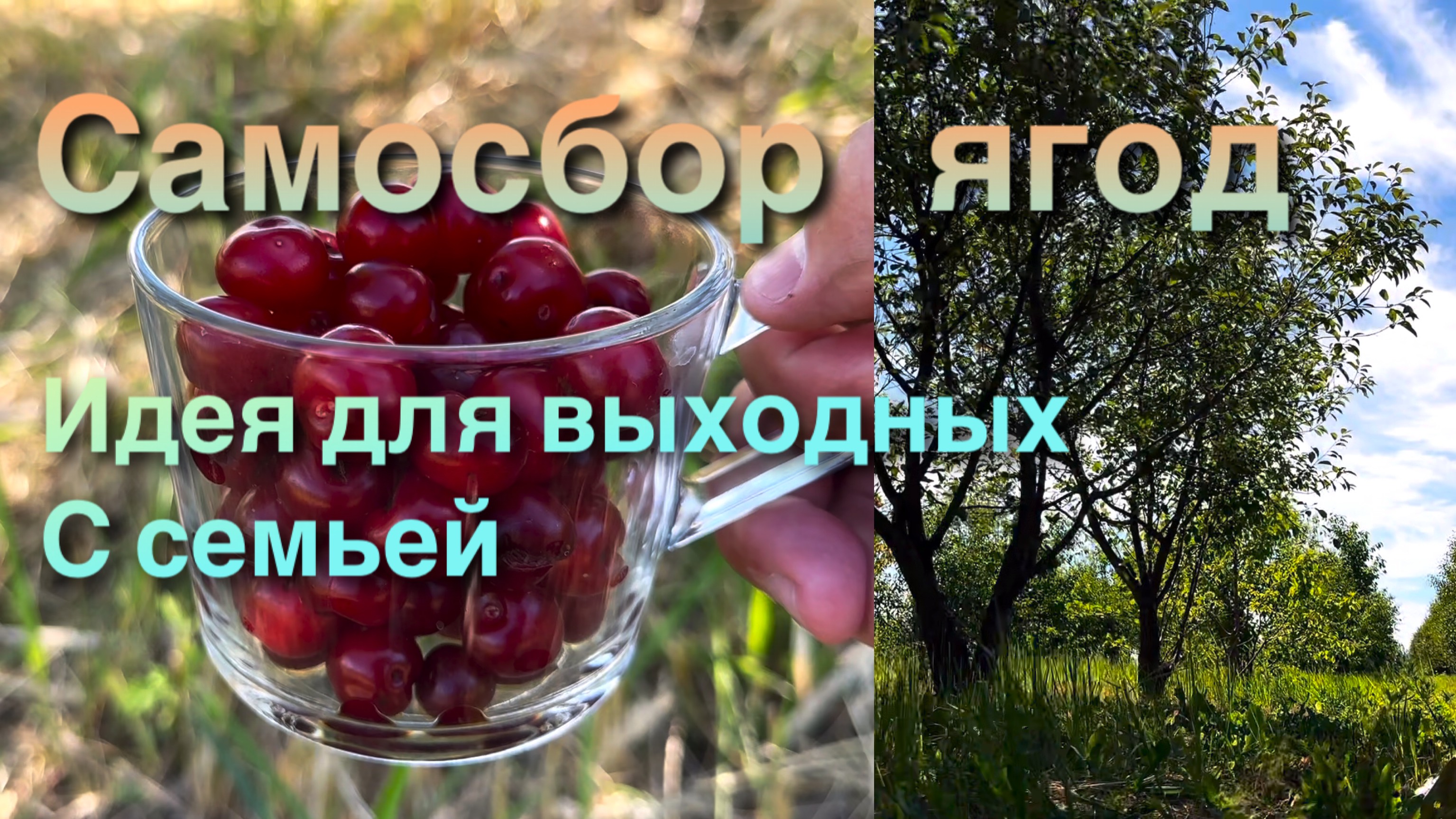 Самосбор ягод, идея для выходных с семьей