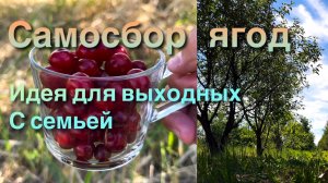 Самосбор ягод, идея для выходных с семьей