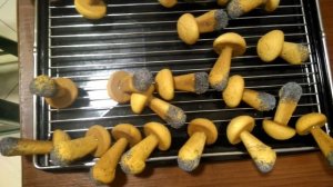 Печенье грибочки