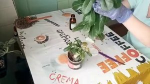 Первая обрезка Адениума