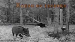 Кабан на солонце. Видео с фотоловушки.