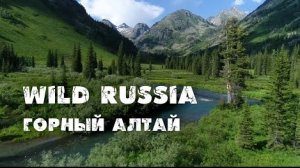 Дикая природа России. Горный Алтай. Катунский заповедник. Золотой корень.