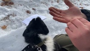 Клещи❗❗❗Нужно ли бояться клещей зимой ❓❓❓