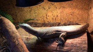 Mangrove Monitor eats big white mouse (Varanus Indicus)