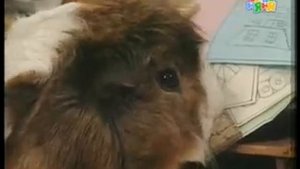 Жил был хомяк... (2-2)