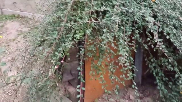 Кизильник горизонтальный(Dogwood horizontal)