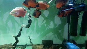 Астронотусы Red Albino, Tger, Oscar - аквариум 400л