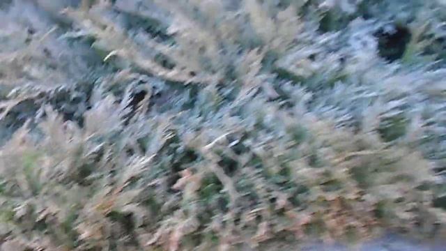 Можжевельник горизонтальный Андорра Вариегата (Juniperus horizontalis Andorra Variegata)