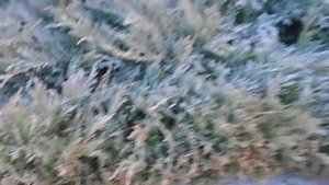 Можжевельник горизонтальный Андорра Вариегата (Juniperus horizontalis Andorra Variegata)
