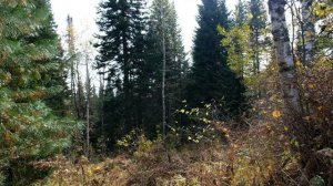 Осенняя тайга Таштагола, река Уруш в окрестностях Спасска.