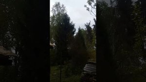 3. Пленэр. Елка графика