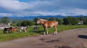 Лошади три года