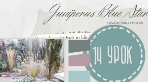 Урок 14. Рисуем можжевельник Blue Star. Серия: Шпаргалка хвойных. Ландшафтный  #sketching