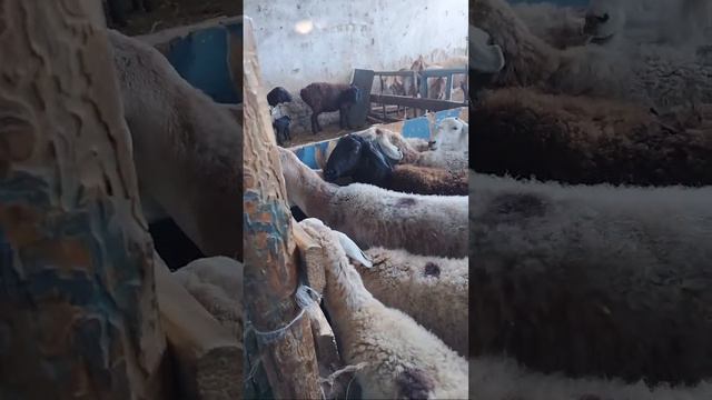 Раззаков Шарындагы Мал Базар смотреть онлайн