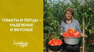 Томаты и перцы – надежные и вкусные