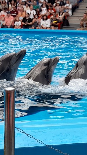 Шоу дельфинов.