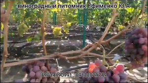 виноград Красный Монарх