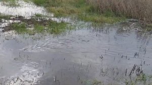 Рыба идёт на нерест