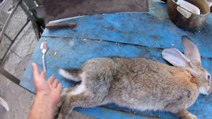 Кролик тянет задние ноги, моя версия .