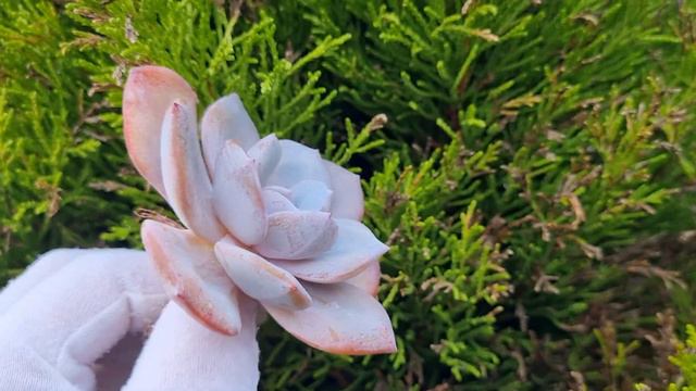 Echeveria Ice Cream смотреть онлайн