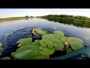 Щука на спиннинг в жару вечером
